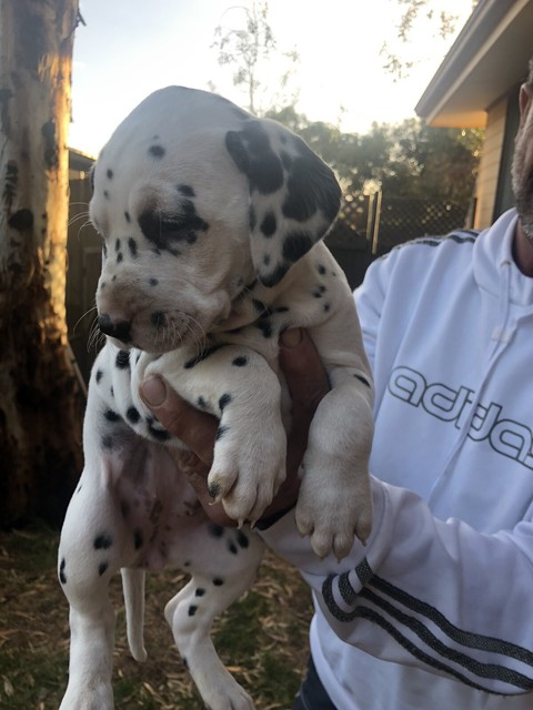 Purebred Dalmatian puppies for sale | Dogs & Puppies ...