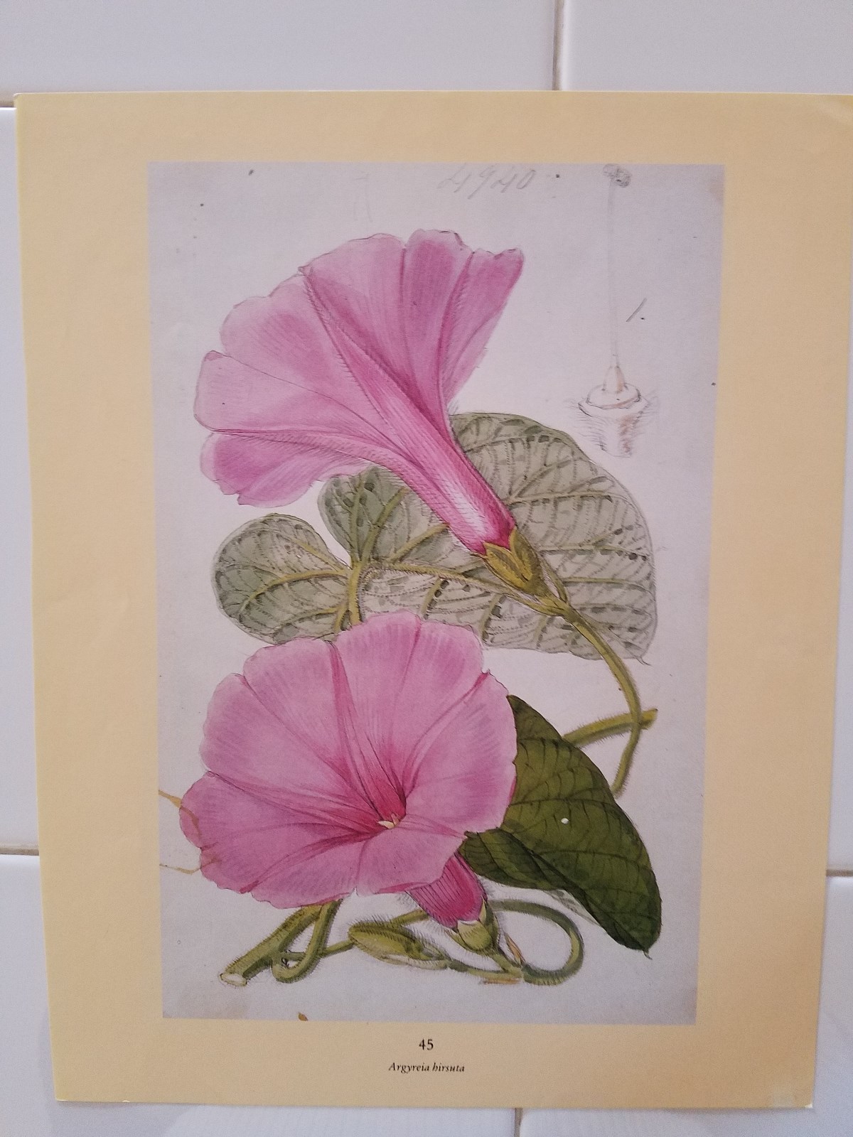 Vintage lot of 4 Double sided Botanical Prints, Flowers, Plants, Home Decor