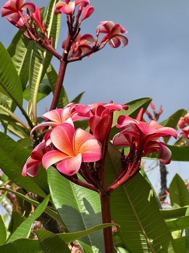 【258】plumeriaページ $_12.JPG?set_id=880000500F