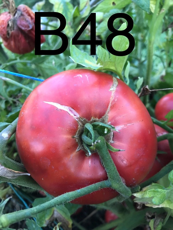 Graine / Seed Tomate Taille Grosse VariÃ©TÃ© 