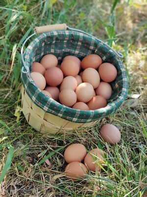 Freeze Dried Eggs,  $10 a dozen! Free Shipping,  Family farm, from happy hens.