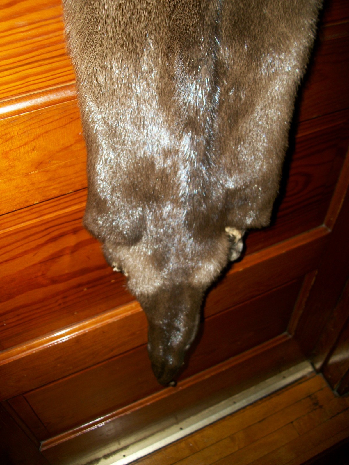 HUGE tanned RIVER OTTER fur pelt skin 4 FEET CLAW taxidermy craft cites TAG OF1
