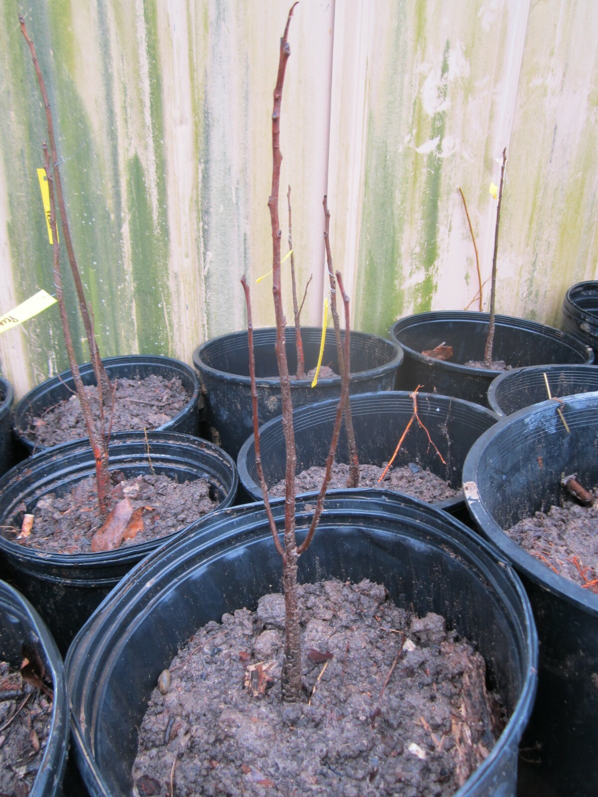 American Persimmon tree common persimmon