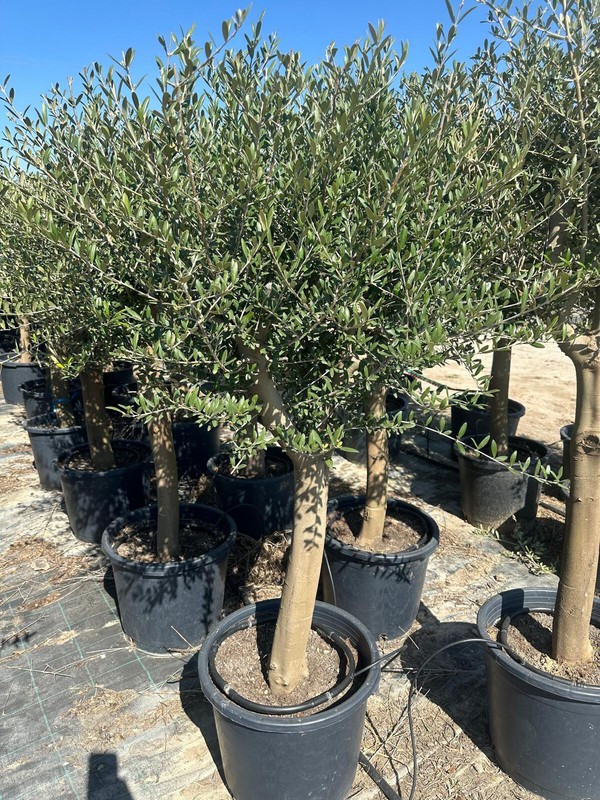 Olivenbaum Ca. 25 Jahre Alt Winterhart Bis -15 HÃ¶He Ca. 180cm Olea Europaea Wild