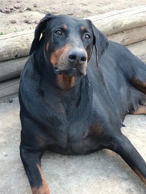 doberman gumtree