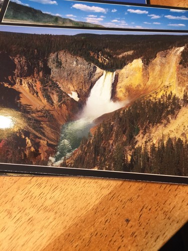 Yellowstone National Park Lot of 6 Postcards Montana Wyoming Bison Elk