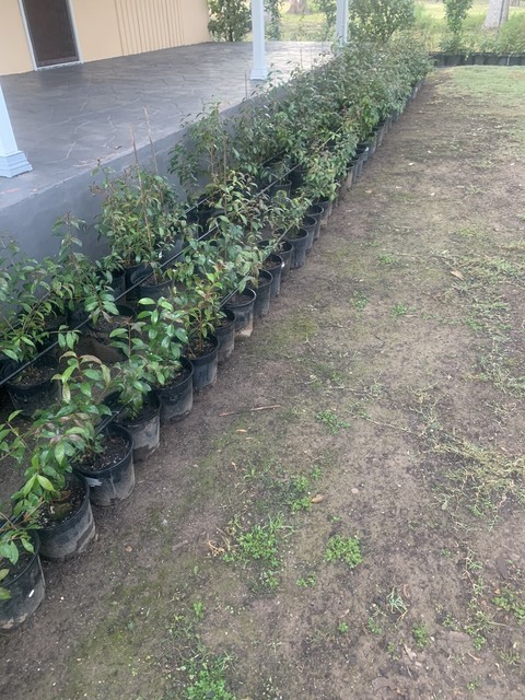 lilly pillys ideal for privacy fence plants