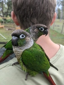 Bonded Male and Female Green Cheek Conures | Birds | Gumtree Australia
