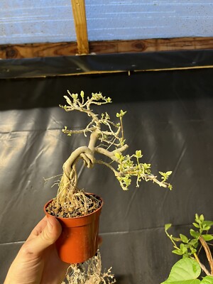 Variegated Premna Exposed Roots Bonsai