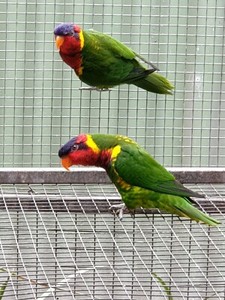 lorikeets breeding ornate
