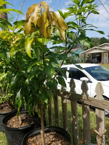 5' Foot Tall Mango Tropical Tree 3 years old Grafted 25 gallons