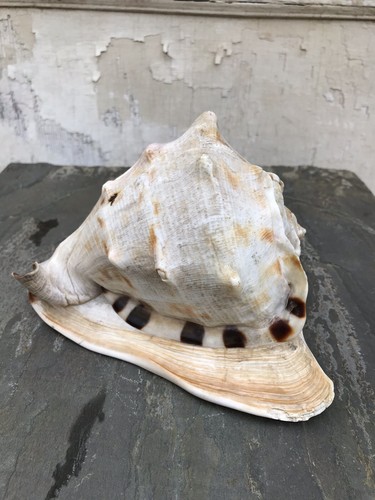Queen Helmet Conch Shell Large Seashell Striped Sea Shell