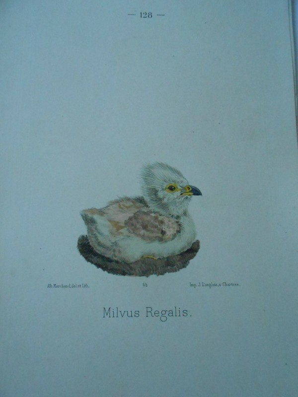 Planche Couleur 1875 Oiseaux Milvus Negalis