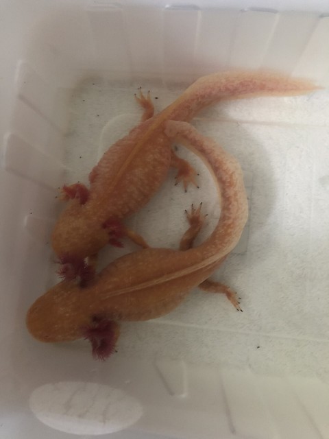 Juveniles and adult axolotls for experience owner. | Reptiles