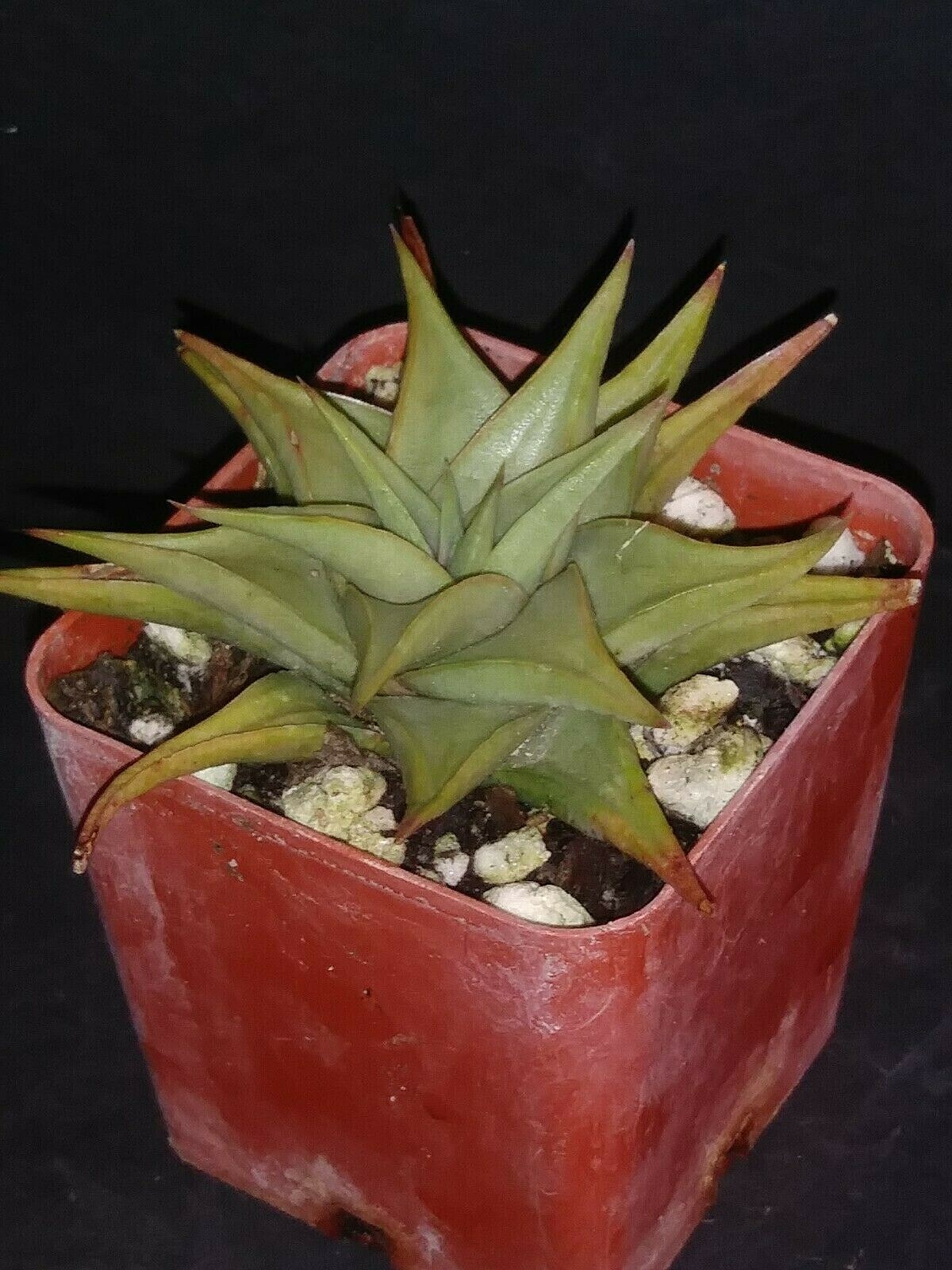 Haworthia limifolia v. glaucophylla  rare exotic succulent