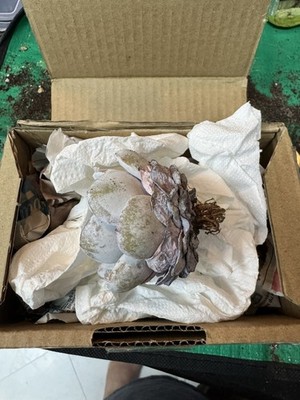 Item photo(s) from verified buyer