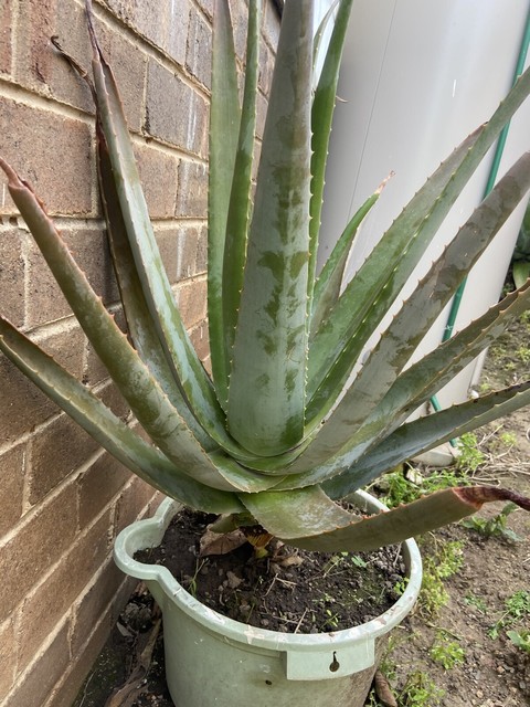 large aloe vera plant for sale near me