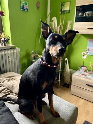 Artikelfoto(s) von einem verifizierten Käufer