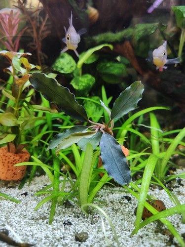 Bucephalandra Super Blue | Buce Aquarium Plants Factory® | eBay