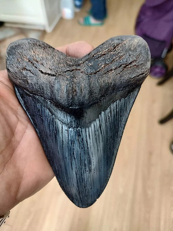 5.5 Inch Megalodon (Carcharodon Megalodon) Tooth, Black with Serrations (