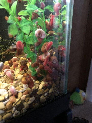100 Ramshorn Snails With Free Shipping!