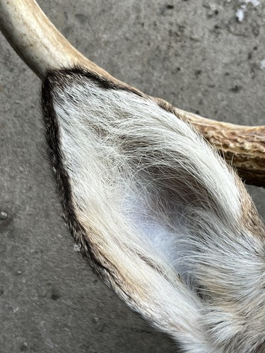 NICE 8 Point Whitetail Buck Shoulder Mount Antler Deer Taxidermy