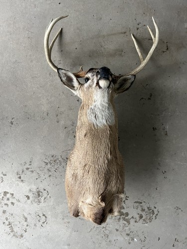 NICE 8 Point Whitetail Buck Shoulder Mount Antler Deer Taxidermy