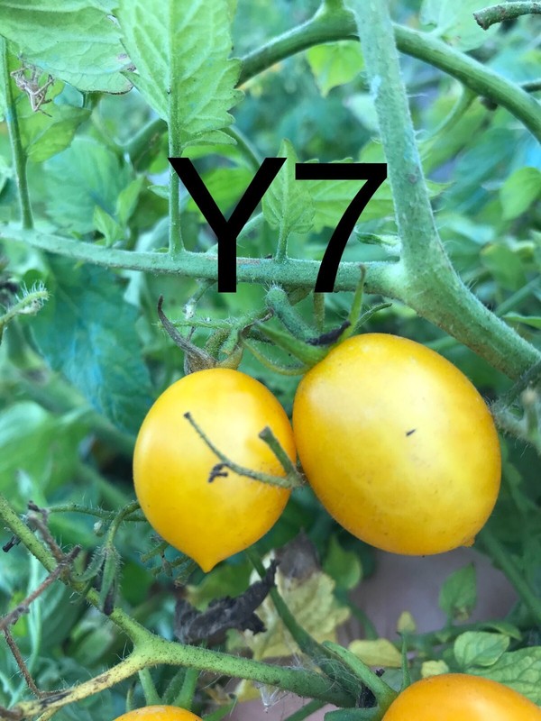 Graine/Seed Tomate Taille Cerise VariÃ©TÃ© 