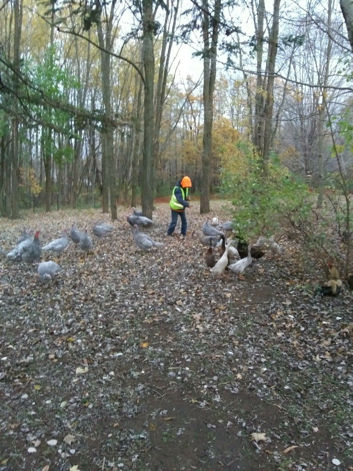 6 BLUE SLATE TURKEY FERTILE HATCING EGGS  (THIS IS NOT A PRESALE!!!)