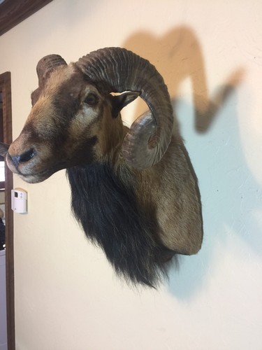BIG HORN SHEEP TAXIDERMY SHOULDER MOUNT