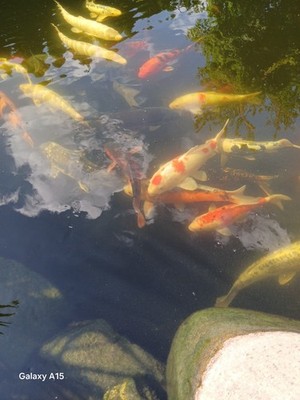 Artikelfoto(s) von einem verifizierten Käufer