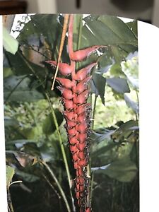 Heliconia rhizomes/plants for sale
