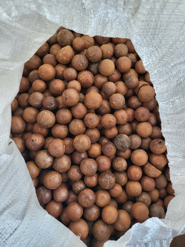Macadamia Nuts HAWAII Grown, 1 POUND! FRESH HARVEST Husked, in