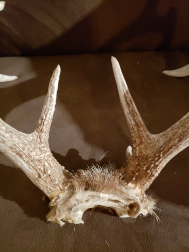 Wild Whitetail Antler Set Deer Rack 8 Point Hunting Cabin Skull Plate Heavy
