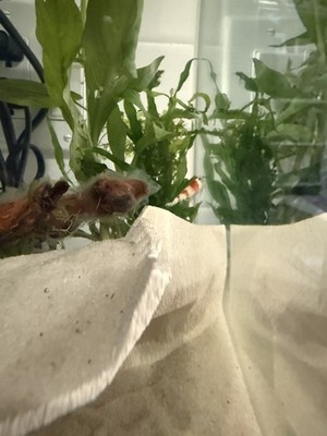 Artikelfoto(s) von einem verifizierten Käufer