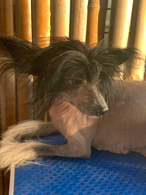 chinese crested gumtree