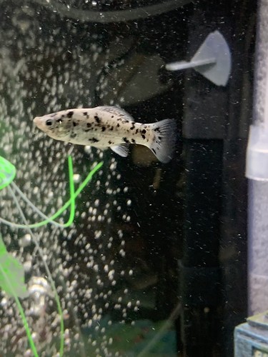 2 Dalmation Molly Fish Live Fish. Will Drive About 1 Hour Away To Deliver