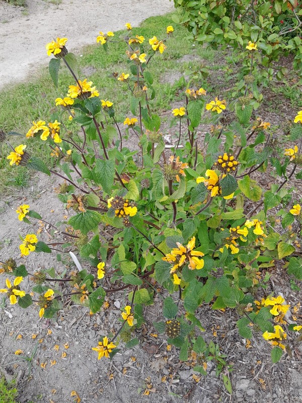 Phlomis Viscosa (25 Graines/Seeds)
