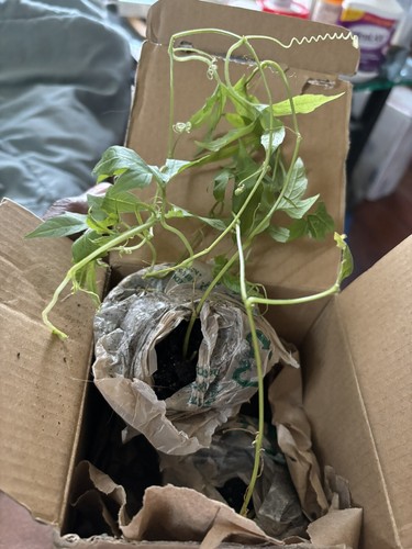 Photos de l'objet d'un acheteur vérifié