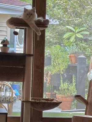 Fotos del artículo de un comprador verificado