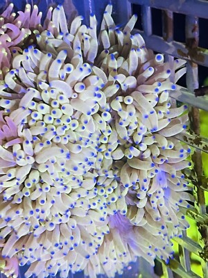 Blue/purple-tipped Sebae  anemone  3-5  Large