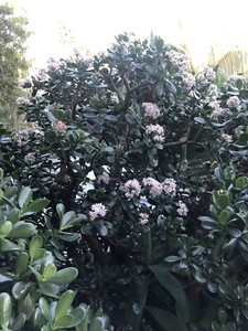 Large Jade Plants for sale | Plants | Gumtree Australia Manly Area