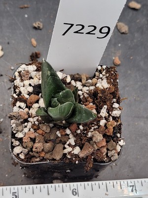 Stunning Ariocarpus Trigonus - Rare Living Rock Cactus, Shipped Bare Root #7229
