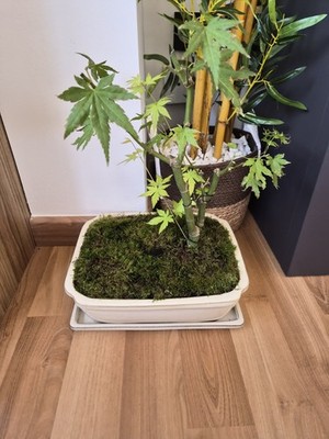 Zdjęcia przedmiotu od zweryfikowanego kupującego