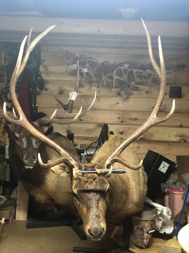 Fotos del artículo de un comprador verificado