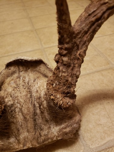 Bark Packed Whitetail Deer Wild Antler Skull Plate 8 Point Taxidermy Blow Hole