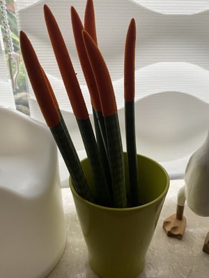 Photos de l'objet d'un acheteur vérifié