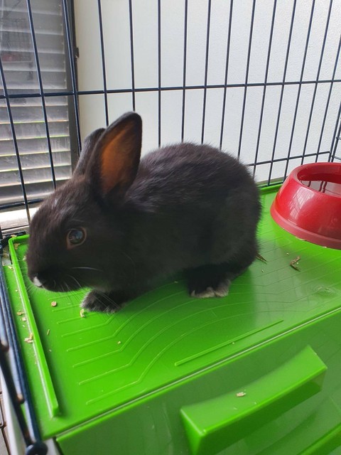 little rabbits for sale