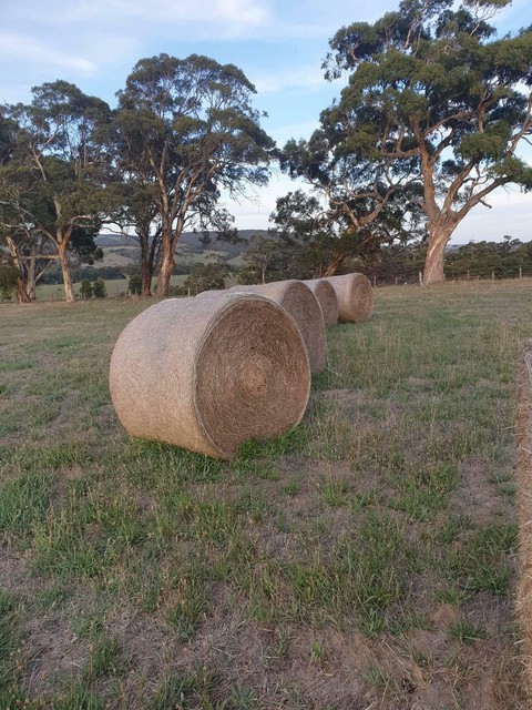 Meadow Hay LARGE bales | Horses &amp; Ponies | Gumtree 