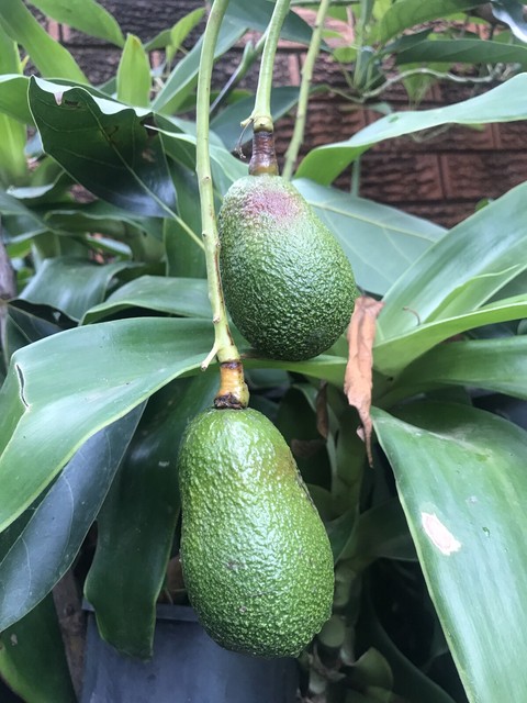 potted hass avocado tree